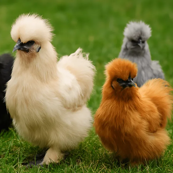 Chickens